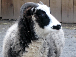 Jacob's Sheep